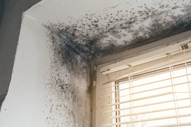 Affordable Mold Cleanup solutions in Warren, NJ
